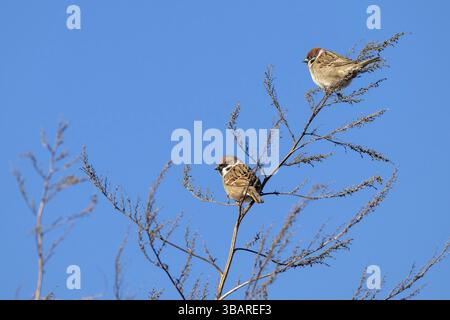 Tree sparrow (Passer montanus), two birds sitting in a bush, Muenster, Tyrol, Austria, Europe Stock Photo