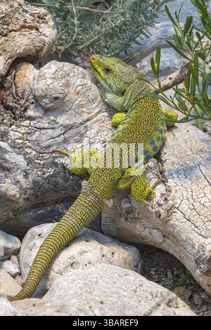Pearl lizard (Timon lepidus), sunbathing, Alpine Zoo, Innsbruck, Tyrol, Austria, Europe Stock Photo