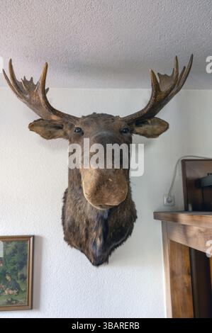 Stuffed moose head, taxidermy, in a pub, Bavaria, Germany, Europe Stock Photo