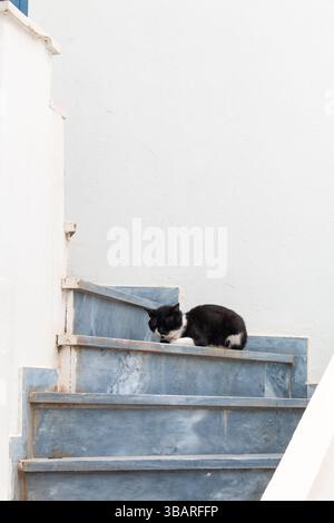Black and white cat napping on exterior stairs in Greece Stock Photo