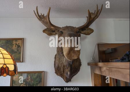 Stuffed moose head, taxidermy, in a pub, Bavaria, Germany, Europe Stock Photo