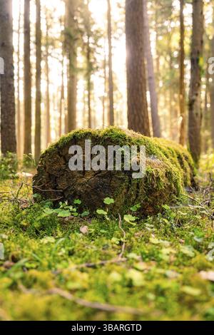 A mossy, fallen tree trunk lies on the forest floor in the sunlight, Gechingen, district of Calw, Germany, Europe Stock Photo