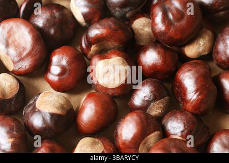 Fresh brown chestnuts background. Natural seasonal autumn harvest. Shiny edible nuts close up. Healthy organic shiny nuts texture. Stock Photo