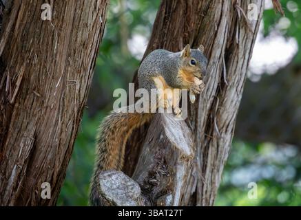 Close-up of a Texas fox squirrel feeding on seeds in a cedar tree Stock Photo