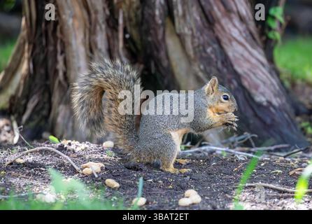 Close-up of a Texas fox squirrel feeding on seeds in a cedar tree Stock Photo