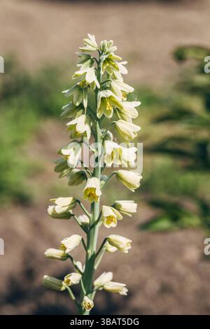 Blooming fritillaria persica Ivory Bells with creamy green flowers in garden Stock Photo
