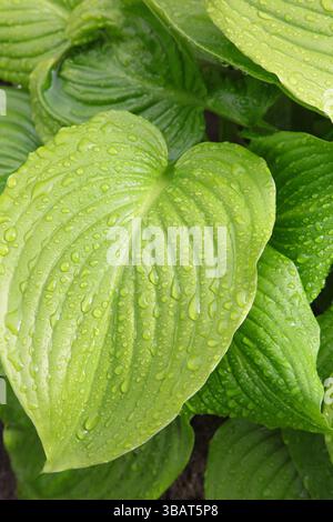 Background of Rain water droplets on green leaves of hosta plant, after raining. freshness concept. Top view Stock Photo