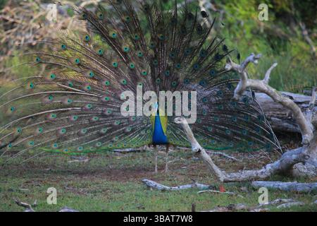 Sri Lankan Peafowl / Peacock in full display in Wilpattu National Park, Sri Lanka Stock Photo
