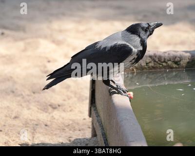 Crow. These crows are intelligent and adaptable. They exhibit complex social structures and possess sophisticated communication skills. Stock Photo