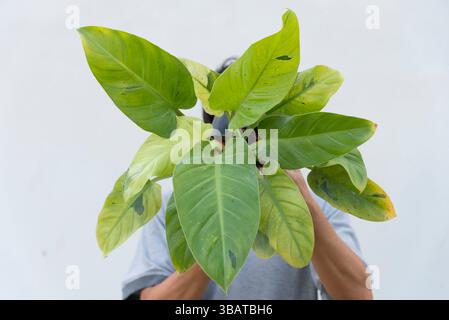 prayer plant in pot Red Prayer Plant