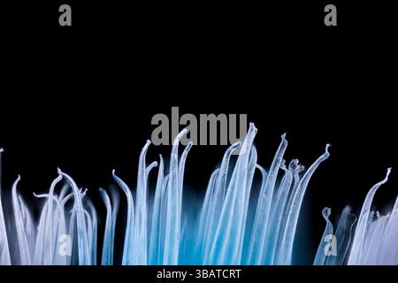 micro photography, extreme close up used blue toothbrush bristles Stock Photo