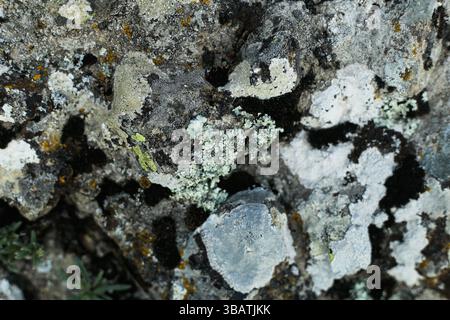 A detailed close-up of rugged mountain rock covered in orange and white lichen Stock Photo