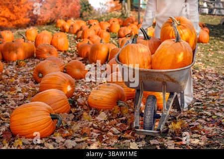 Woman is carrying large pumpkins in a wheelbarrow at a farm Stock Photo