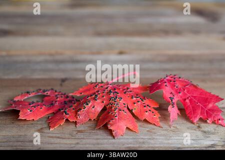Red maple leaves with gall mites parasites on wooden background Stock Photo
