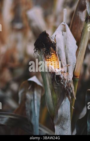 Husk of mature dried corn ear in a husk in a corn field Stock Photo