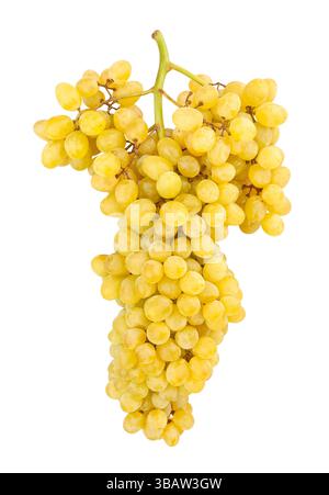 sultana seedless grape path isolated on white Stock Photo