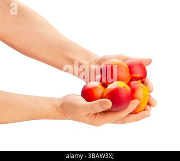 nectarine in hand path isolated on white Stock Photo