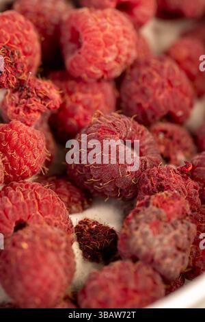 Rotten overripe red raspberries grow in the garden. Bad harvest ...