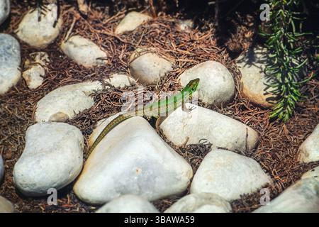 Close-up of a small green lizard sunbathing on white stones. The edges and background are softly blurred, emphasizing the reptile. Perfect for nature Stock Photo