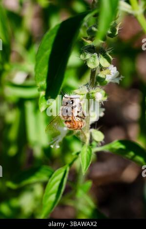 Honey bee on the white flowers of a basil plant Stock Photo