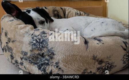 Cute small mixed breed dog sleeping in his new doggy bed Stock Photo
