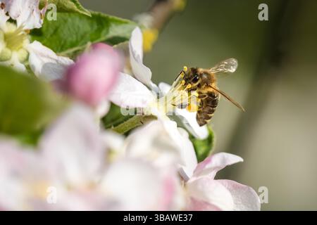 Bee working on the flower in springtime, nature scene Stock Photo