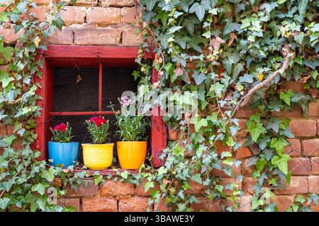Scenic red old house window with flower pots view, brick and ivy background Stock Photo