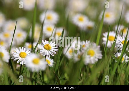 White daisy flowers in green grass. Spring or summer meadow with chamomiles Stock Photo