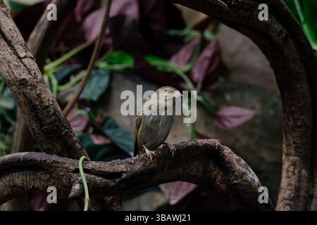 A small, grayish-brown bird perches on a dark brown, gnarled branch. The background features blurred greenery and dark foliage. The image is sharply f Stock Photo