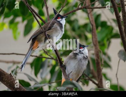 Two Red-whiskered Bulbuls perched on tree branches against a blurred background of green foliage.  The birds display their distinctive plumage, includ Stock Photo