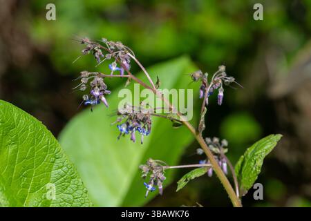 Close up of early flowering borage (trachystemon orientalis) flowers in bloom Stock Photo