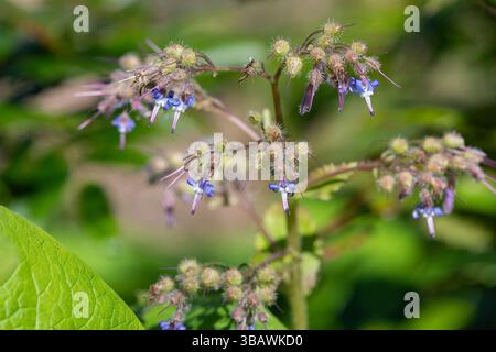 Close up of early flowering borage (trachystemon orientalis) flowers in bloom Stock Photo