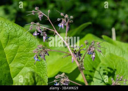 Close up of early flowering borage (trachystemon orientalis) flowers in bloom Stock Photo