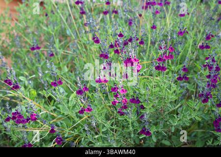 A sage plant with mauve flowers Stock Photo