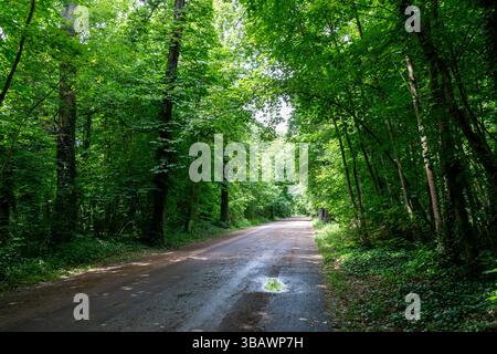 View of a forest path in the Bois de Vincennes. The Bois de Vincennes is a wooded public park located in the 12th arrondissement of Paris, France Stock Photo