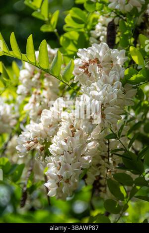 Acacia flowers, a tree also known as Black Locust or Blackbird (Robinia pseudoacacia). Its flowers are edible and used to make honey and doughnuts Stock Photo