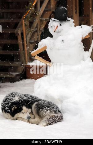 05.02.2020, Georgia, Swanetia, Mestia - Siberian Husky sleeping curled up in the snow in front of a snowman. 00S200205D065CAROEX.JPG [MODEL RELEASE: N Stock Photo