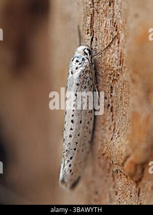 Bird-cherry Ermine moth (Yponomeuta evonymella) with black spots on white background in Cumbria, England, UK Stock Photo