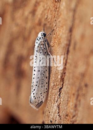 Bird-cherry Ermine moth (Yponomeuta evonymella) with black spots on white background in Cumbria, England, UK Stock Photo