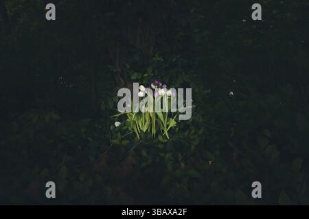 A cluster of white and purple tulips emerges from the shadows at the base of a tree, bathed in soft light against the dark woodland. Stock Photo