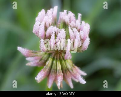 A white clover flower, Trifolium repens, covered in dew in the early morning. Stock Photo