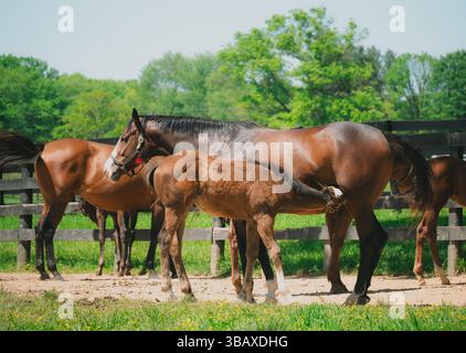 A young foal nurses from its mother under the warm spring sun, surrounded by other horses in a quiet paddock. Stock Photo
