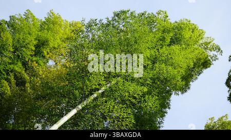The Tranquility of a Bamboo Grove in Japan Stock Photo