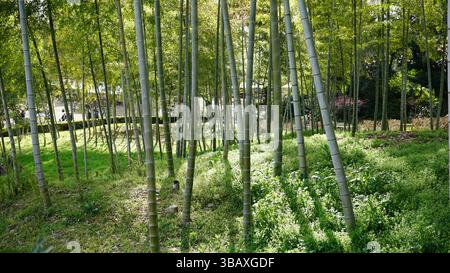 The Tranquility of a Bamboo Grove in Japan Stock Photo
