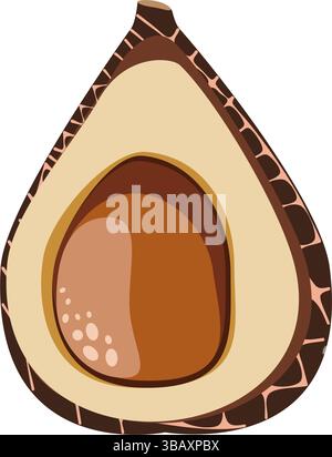 Salak snake fruit cut with pit botanical vector illustration Stock Vector