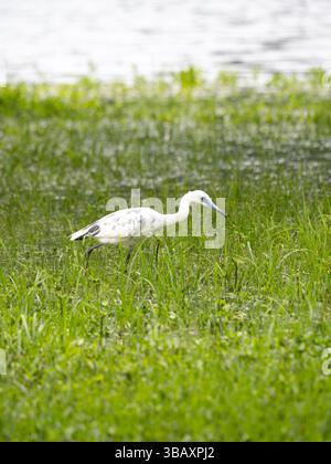 Juvenile Little Blue Heron with white and gray plumage wading in wetlands and foraging for food. Shallow depth of field. Burroughs Park, Tomball, TX Stock Photo