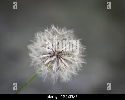 Close up of the seed head of a Texas dandelion or desert-chicory plant photographed in the springtime with a shallow depth of field. Stock Photo