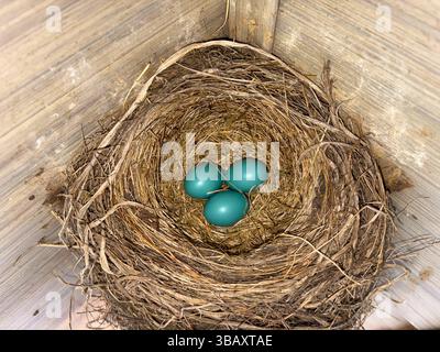 Three blue robin eggs rest safely in a nest waiting for the mother to return to keep then warm. Stock Photo