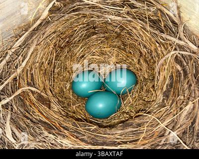 Three blue robin eggs rest safely in a nest waiting for the mother to return to keep then warm. Stock Photo