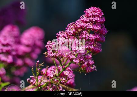This macro photo features a vibrant cluster of Red Valerian (Centranthus ruber) flowers in full bloom. The bright pink petals stand out sharply. Stock Photo